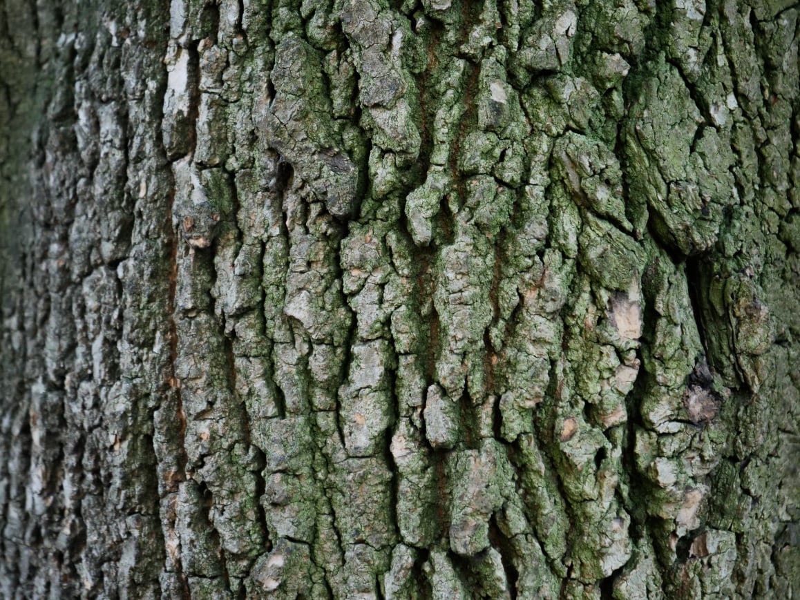 Tree bark 3